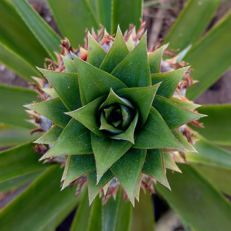 1080P, plant, no people, plant part, spiked, outdoors, nature, focus on foreground, top view, beauty in nature, cactus, sharp, leaf, aloe, close-up, day