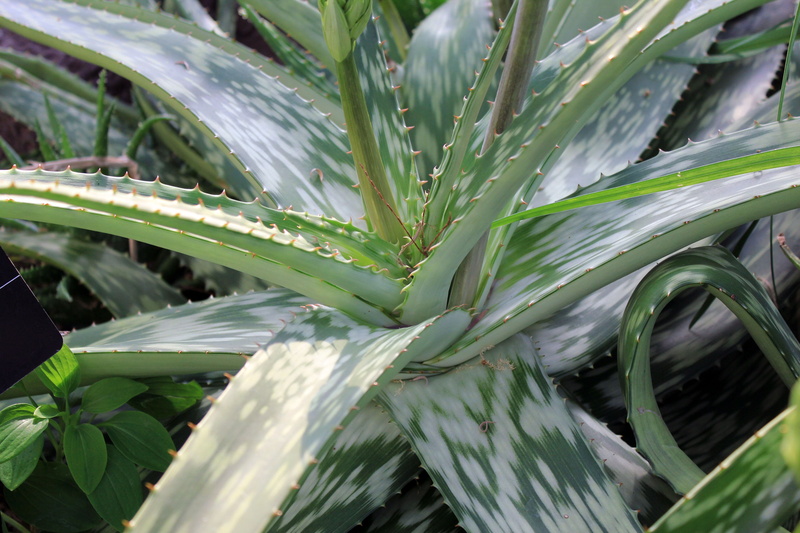close-up, horticulture, aloe vera, green, succulent, botanical, growth, foliage, herb, succulent plant, botany, beauty in nature, organic, green color
