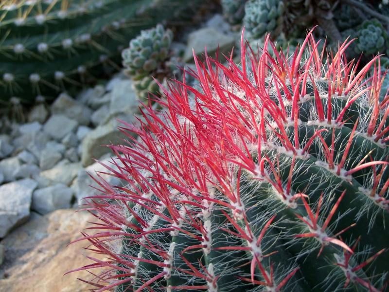 close-up, day, coniferous tree, thorn, red, fragility, growth, aloe vera plant, cactaceae, sharp, spiked, solid, flower, no people, prickly, 4K, nature