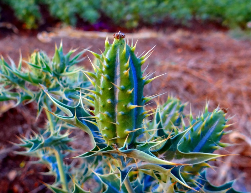 prickly, flower, aloe, day, no people, focus on foreground, papaveraceae, 2K, thorn, field, aloe vera plant, spiked, satyanashi, beauty in nature, green color