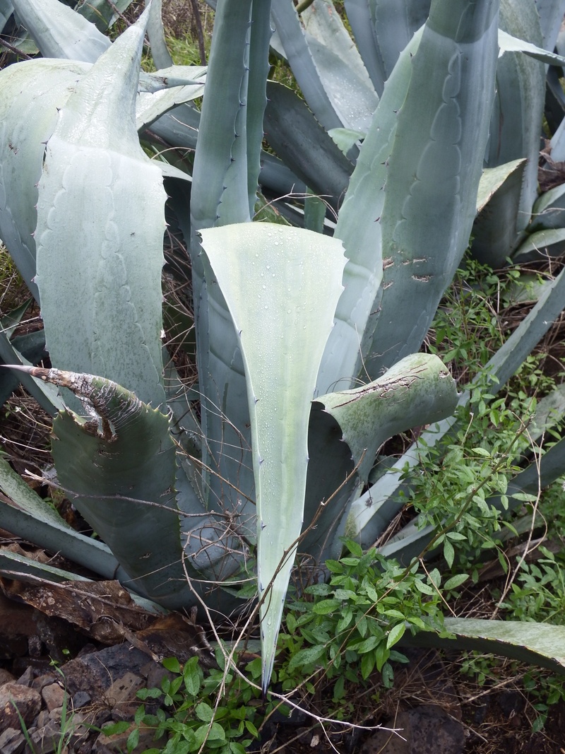 succulent plant, spiky, thorn, sharp, succulent, 1080P, cactus, plant, outdoors, agave, aloe, growth, leaf, no people, high angle view, beauty in nature