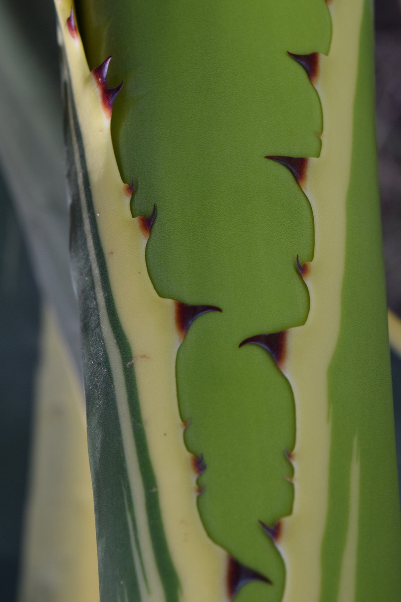 no people, background, 5K, aloe vera plant, outdoors, growth, green, sharp, spur, selective focus, day, mediterranean, thorn, plant part, focus on foreground
