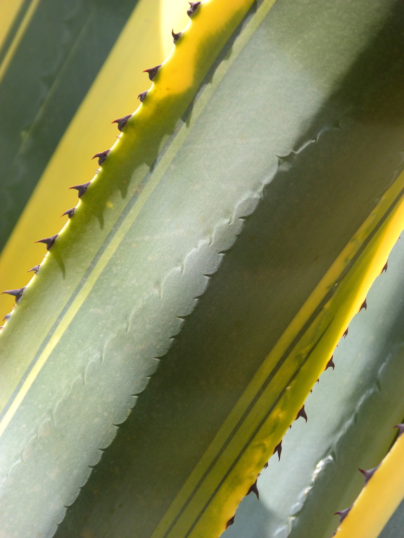no people, bicolor, outdoors, aloe vera plant, skewers, thorn, leaf, pattern, succulent plant, nature, beauty in nature, green color, aloe, day, agave
