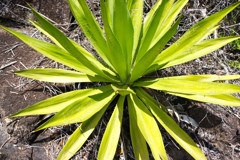 day, high angle view, freshness, no people, directly above, agave, beauty in nature, 4K, plant part, tropics, cactus, growth, food, land, aloe, leaf, outdoors