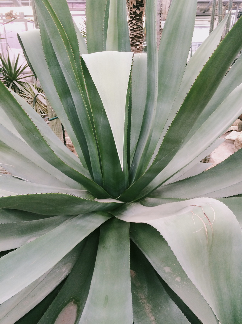 cactus, potted plant, plant, succulent, spike, growth, aloe, 2K, beauty in nature, no people, backgrounds, close-up, garden, spine, full frame, green color