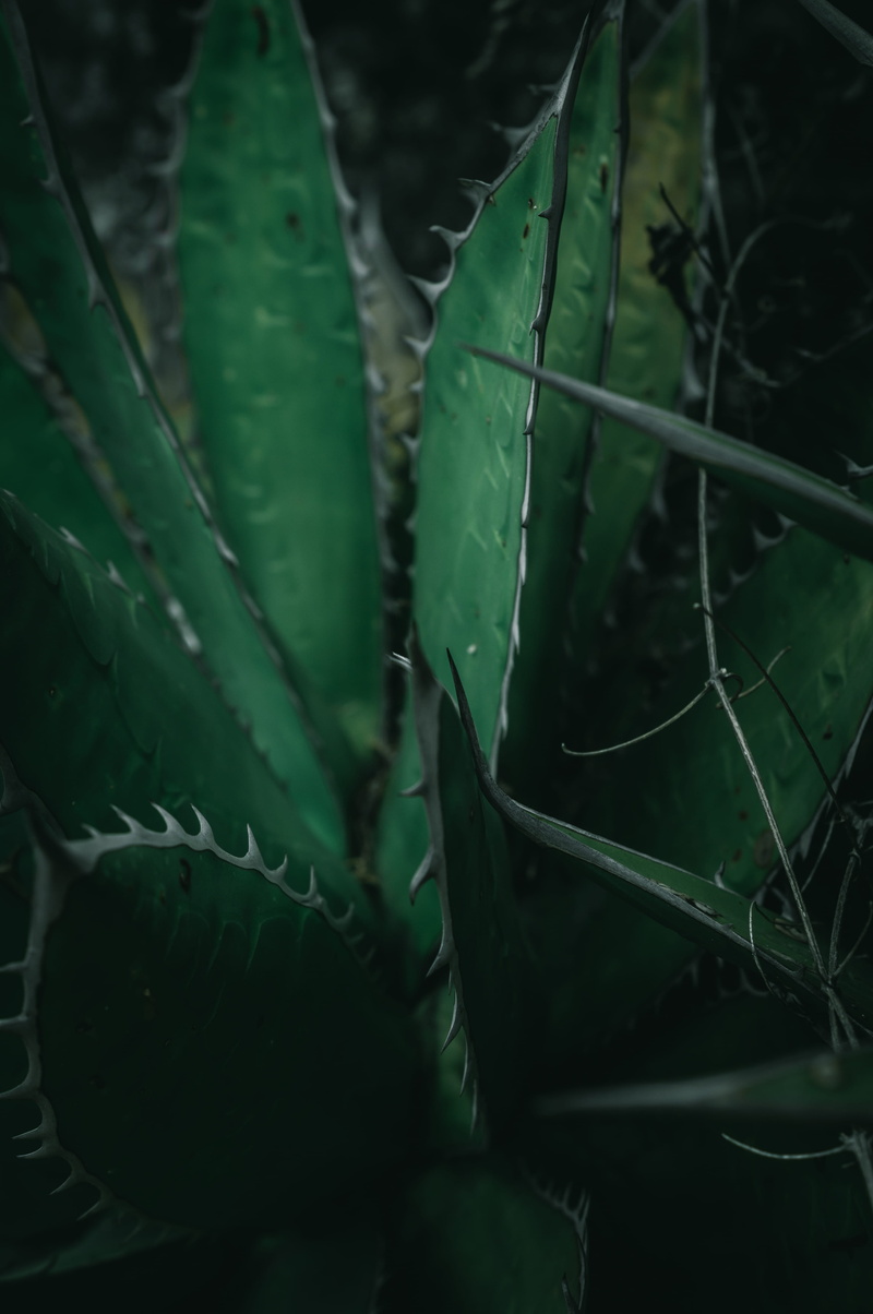 agave, cactus, day, leaf, close-up, green color, garden, no people, plant, plant part, aloe vera plant, focus on foreground, thorn, spike, Aloe vera, aloe