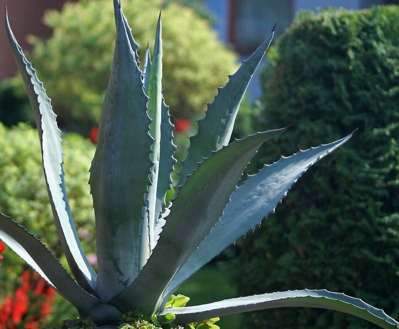 cactus, aloe vera plant, plant part, outdoors, tropical, sunlight, growth, flower, plant, no people, aloe, green color, thorn, leaf, 2K, spiky, sucholubne