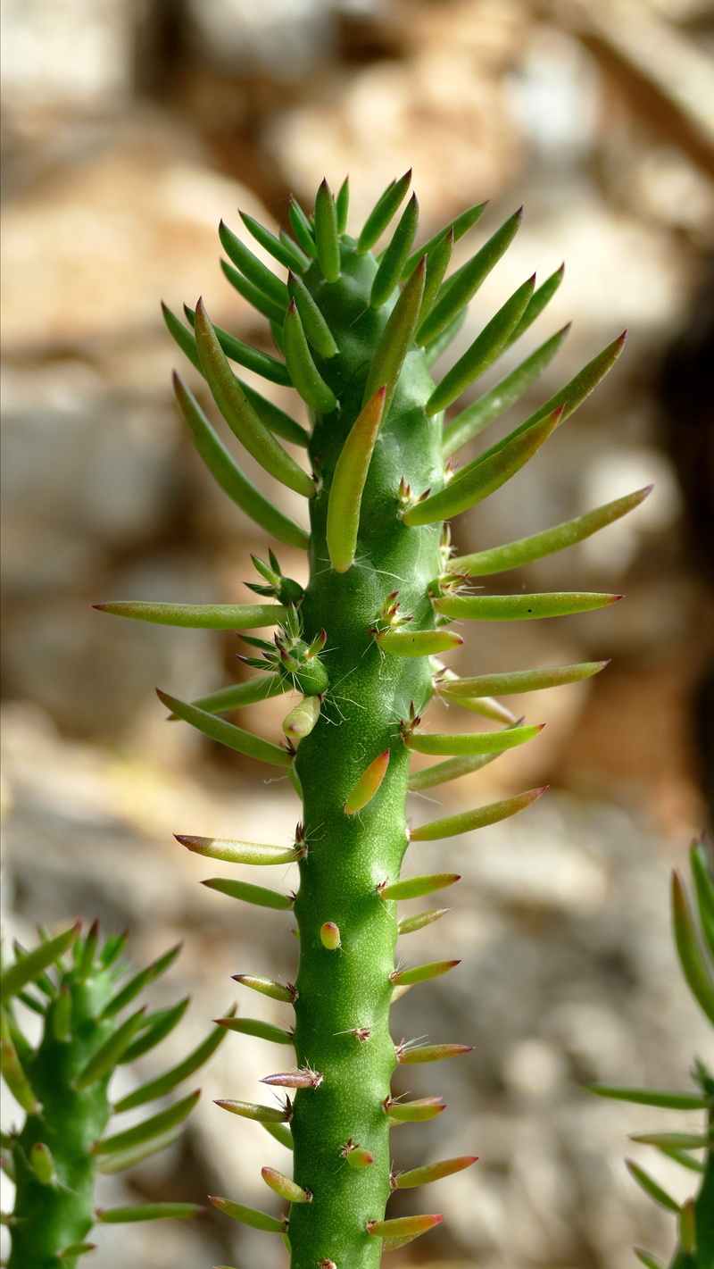 growth, close-up, green color, succulent plant, thorn, prickly, potted plant, 5K, day, focus on foreground, plant part, aloe vera plant, nature, needle - plant part