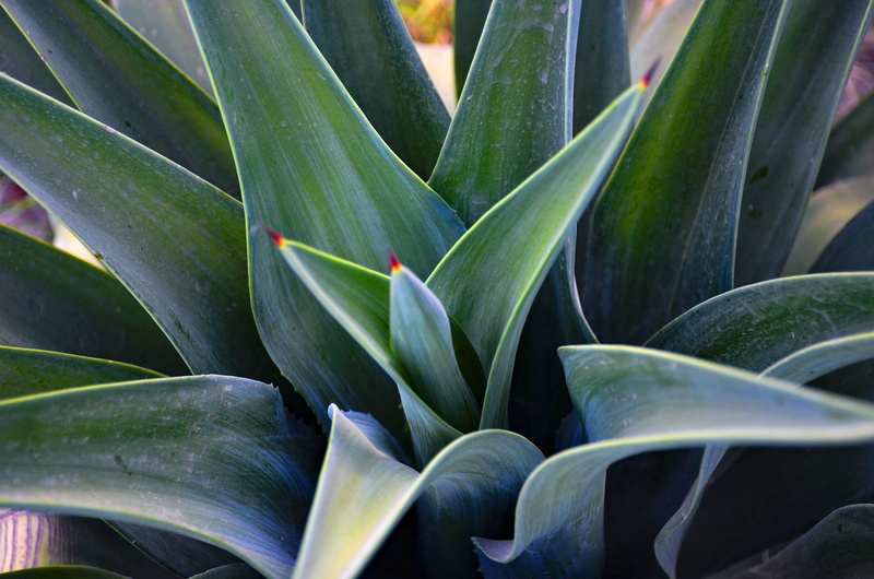 succulent plant, texture, day, pattern, medicine, leaves, high angle view, leaf, close-up, 4K, flower, vibrant, forest, colorful, outdoors, aloe vera plant