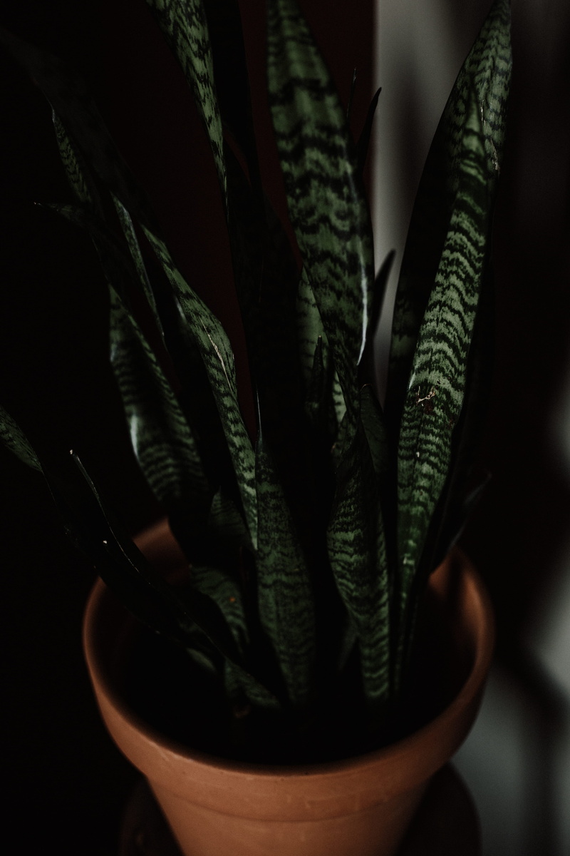 decor, alternative medicine, beauty in nature, leaf, pot, green color, modern, 5K, focus on foreground, no people, freshness, close-up, aloe vera plant