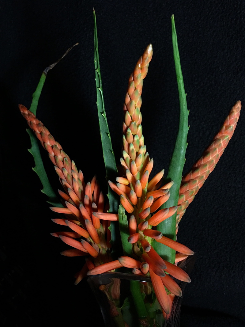 fragility, petals orange, color, black background, close-up, 4K, flowering plant, plant, nature, green color, flower, succulent plant, petal, aloe vera plant