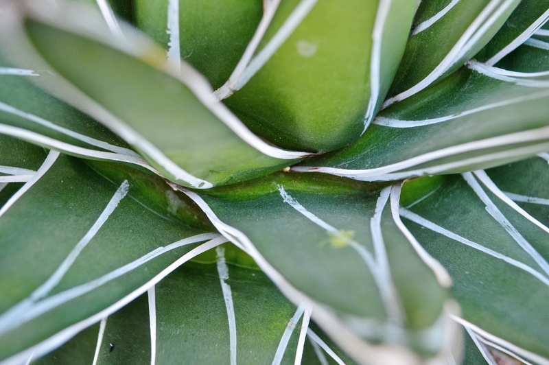 veins, food, growth, plant part, cucumber, vegetable, leaf, outdoors, aloe, 5K, melon, clock, weapon, cactus, sharp, day, nature, close-up, weaponry, spear
