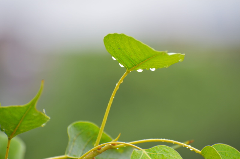 close-up, 5K, plant, growth, raining, rain drops, nature, flower, no people, leaf, bodhi leaf, plant part, vulnerability, day, fragility, freshness, beginnings