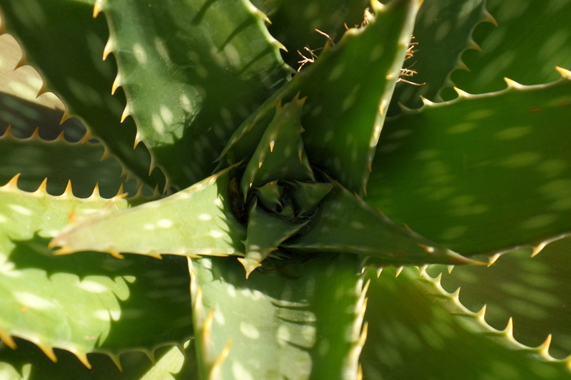 outdoors, plant part, green, freshness, no people, aloe, food, 4K, backgrounds, aloe vera plant, succulent, succulent plant, growth, close-up, plant, beauty in nature