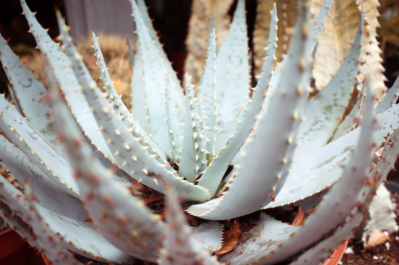 details, succulent plant, cactus, selective focus, day, white color, thorn, aloe vera plant, growth, pattern, close-up, spiked, 5K, beauty in nature, outdoors