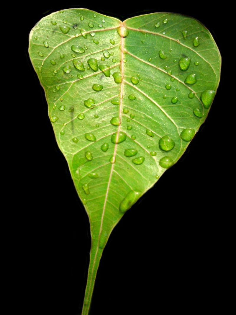 plant, black background, green leaf, single object, pipal leaf, growth, studio shot, water, dew, green color, leaf, plant part, drop, leaf vein, outdoors