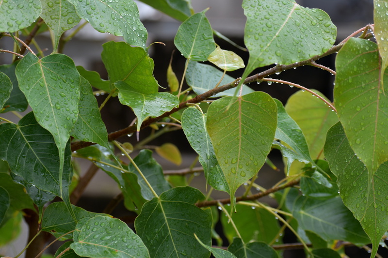 tree, no people, plant, leaf, plant part, focus on foreground, backgrounds, green color, outdoors, freshness, pipal leaves, food and drink, green, raining