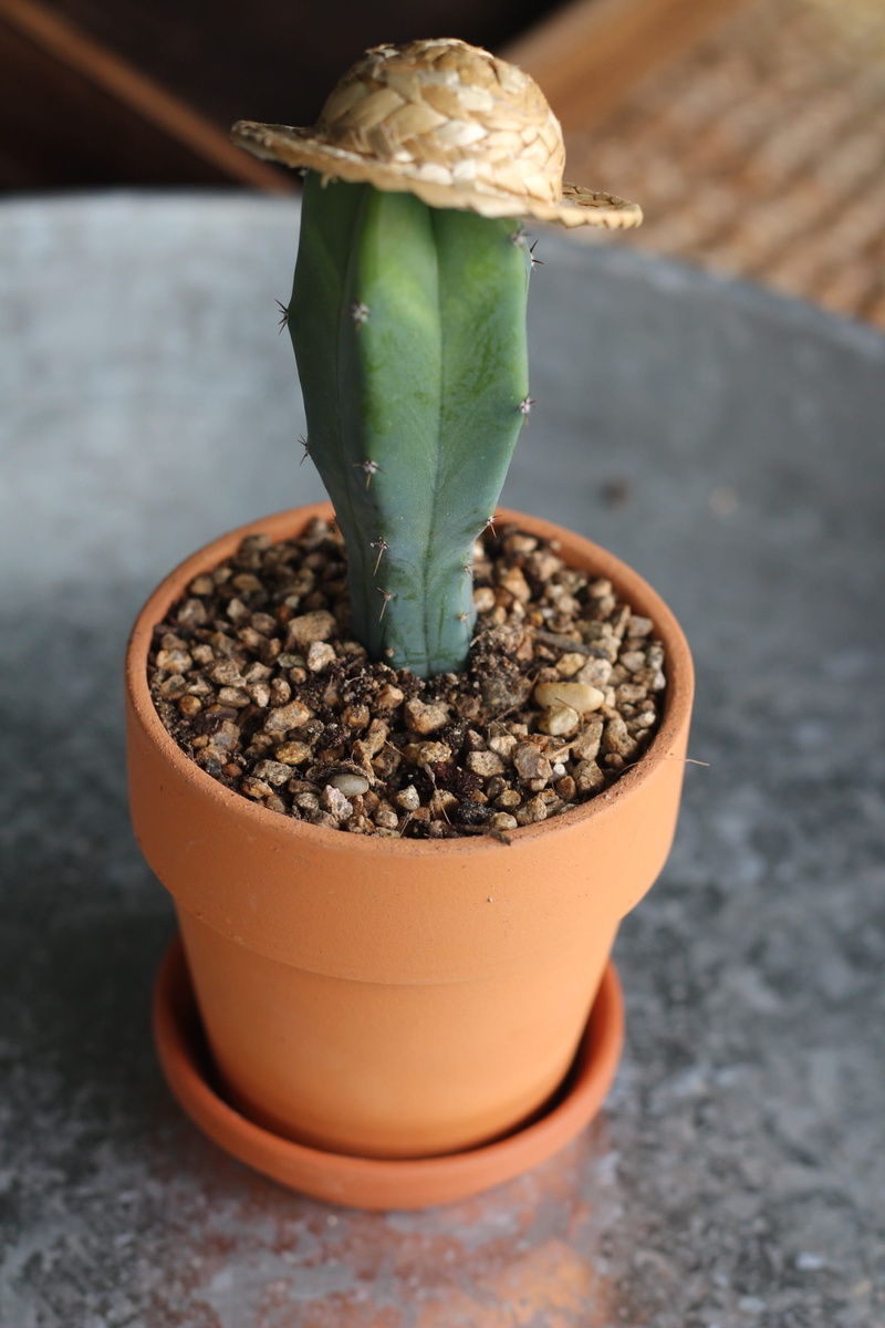 food, container, a fleshy plant, table, growth, brown, nature, flower pot, outdoors, still life, houseplant, freshness, no people, 2K, day, food and drink