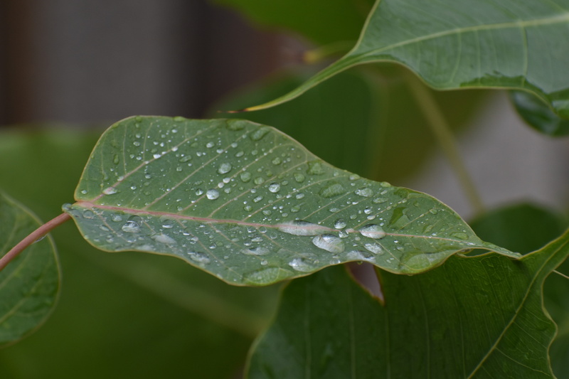 dew, nature, raindrop, purity, plant part, bodhi leaf, green color, freshness, leaf vein, wet, rain drops, no people, leaves, growth, outdoors, leaf, beauty in nature