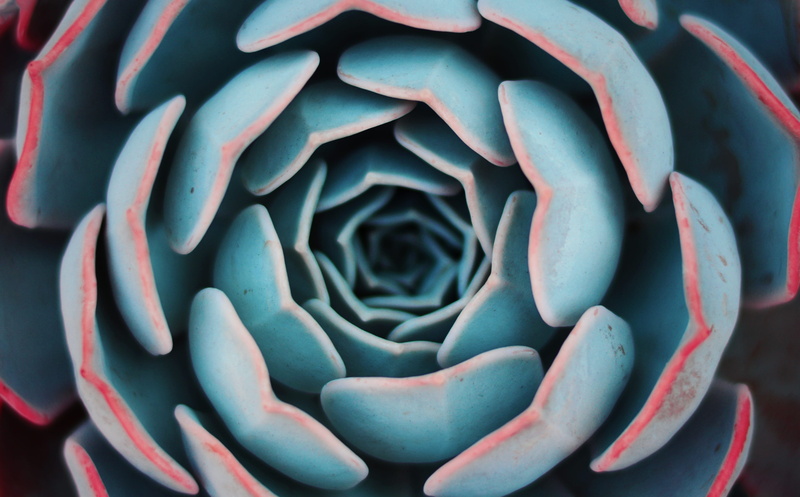 plant, succulent plant, cactus, backgrounds, leaf, day, blue, vulnerability, freshness, closeup, leaves, flowering plant, botany, depth, close-up, natural pattern