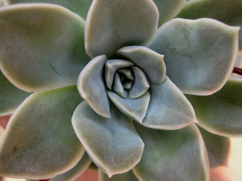 fleshy, flowering plant, backgrounds, 2K, waxy appearance, fragility, full frame, outdoors, no people, flower, green color, cupped, nature, succulent plant
