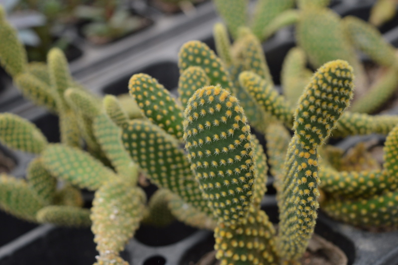 animal themes, natural pattern, close-up, plant, the fleshy, beauty in nature, growth, Potted Plants, one animal, animal wildlife, reptile, Cactus, nature
