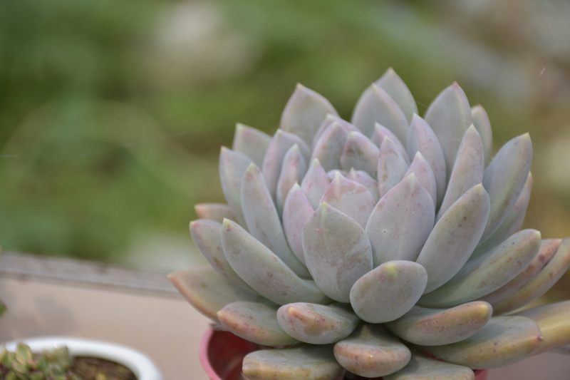 nature, close-up, freshness, cactus, flower, fragility, desert plants, no people, 5K, plant, beauty in nature, botany, flora, flowering plant, outdoors