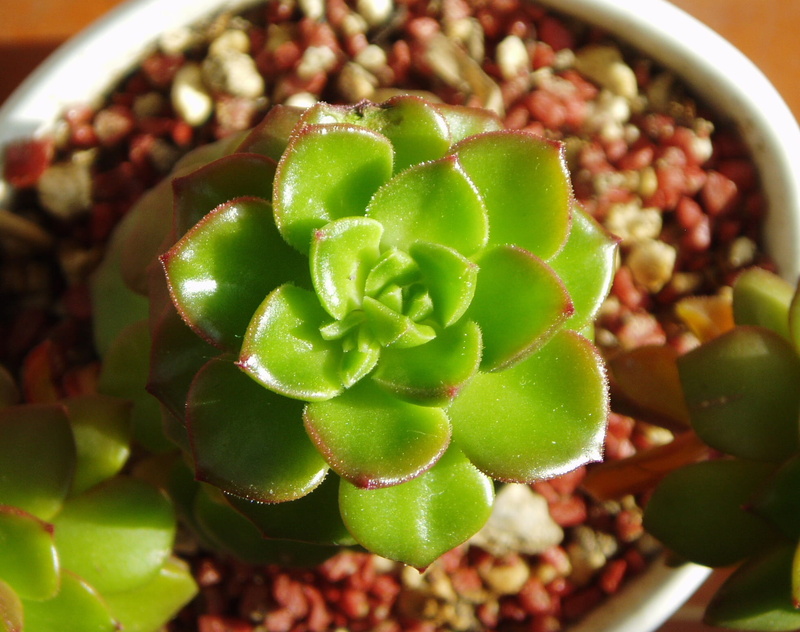 1080P, indoors, bowl, selective focus, freshness, day, potted plant, ornamental plants, food and drink, plant, mini potted, wellbeing, nature, growth