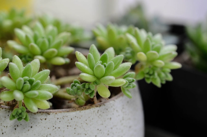 selective focus, day, vegetable, outdoors, nature, leaf, the fleshy, plant, freshness, focus on foreground, green color, flower pot, succulent plant, food