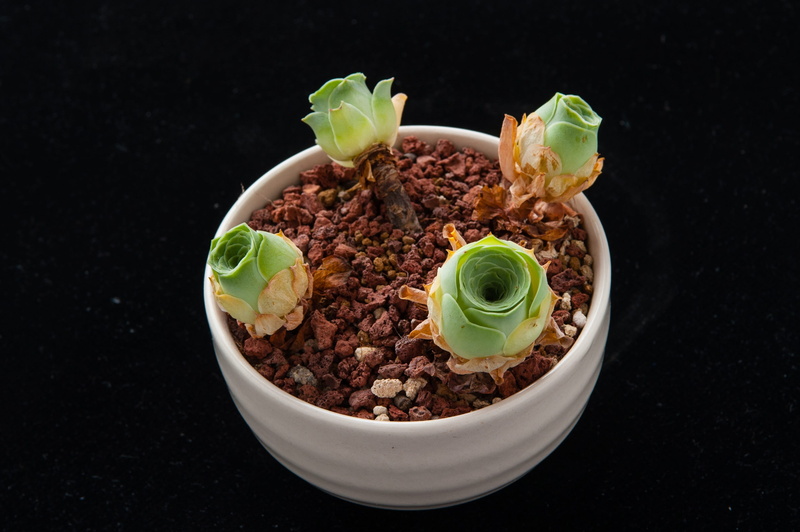 still life, wellbeing, studio shot, Gardening, indoors, the fleshy, no people, pasta, bowl, table, food, chili pepper, green color, meat, potted plants