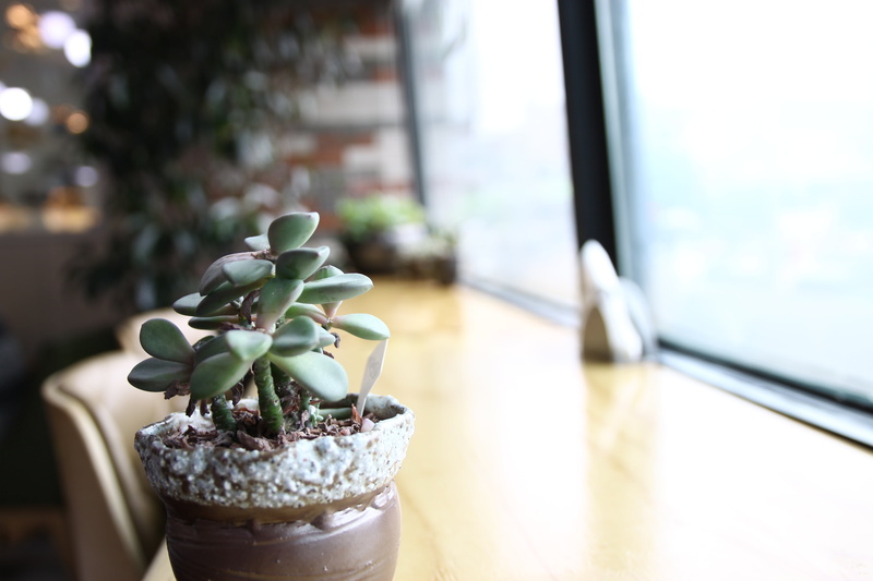 green color, grass, day, houseplant, green, potted plant, beauty in nature, fleshy in this, healing cafe, growth, close-up, no people, plant, focus on foreground