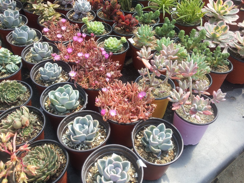 retail, nature, no people, for sale, retail display, flower arrangement, flower head, succulent, flower, fragility, 2K, freshness, multi colored, high angle view