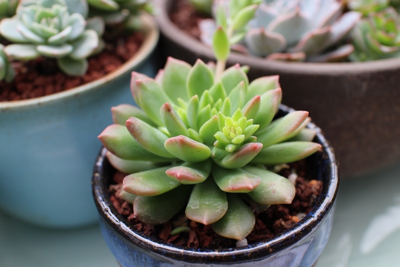 close-up, succulent plant, cactus, flower pot, spiked, the fleshy, thorn, growth, potted plants, no people, freshness, outdoors, day, food, focus on foreground