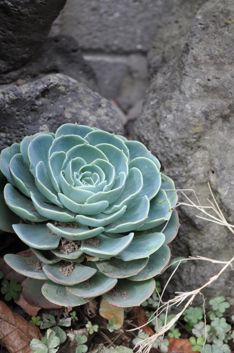 plants, freshness, succulent plant, flowers, green color, flowering plant, nature, outdoors, natural pattern, flower, flower head, solid, growth, 4K, cactus