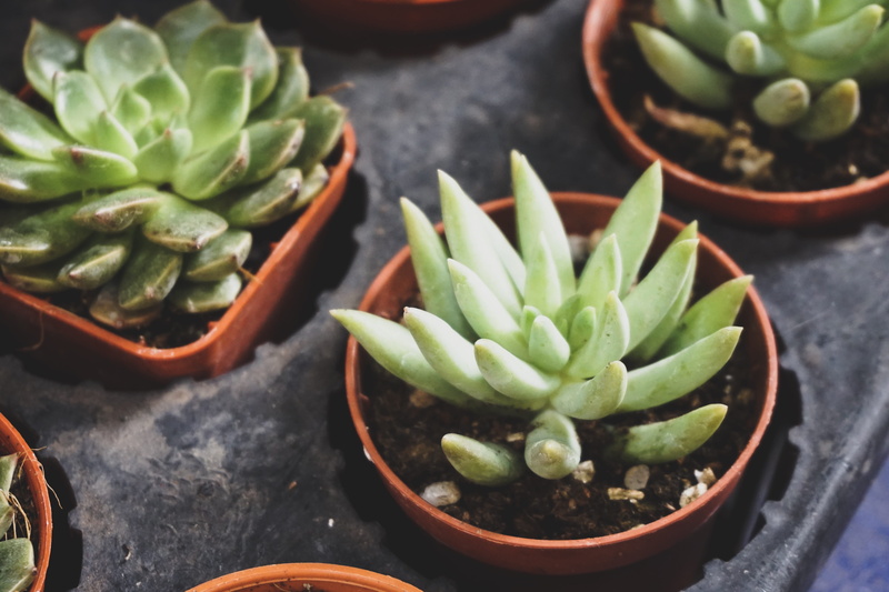 plants, 5K, fleshy, two, natural, succulent, freshness, green color, high angle view, no people, thorn, close-up, cactus, beauty in nature, succulent plant