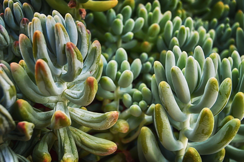 backgrounds, large group of objects, healthy eating, cactus, outdoors, succulent, plant, growth, abundance, 5K, food and drink, no people, close-up, plants