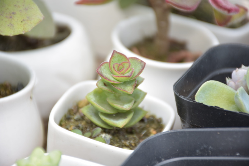 desert plants, leaf, cactus, freshness, kitchen utensil, flower pot, thorns, the fleshy, focus on foreground, bowl, botany, fruit, food and drink, plant