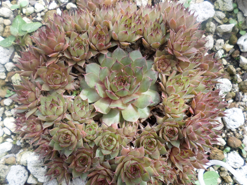 4K, succulent plant, growth, natural pattern, vulnerability, inflorescence, fragility, day, bunch of flowers, a fleshy plant, plants, nature, flowering plant