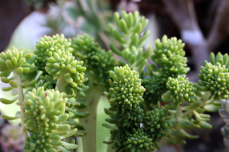 affix, flower, fleshy in this, botanical garden, food and drink, plant, business, greenhouse, small business, growth, food, potted plant, nature, succulent plant