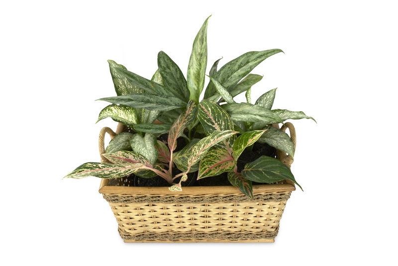 plant part, 4K, green, plants, freshness, studio shot, food, white background, food and drink, ornamental plants, chinese, potted plant, no people, nature