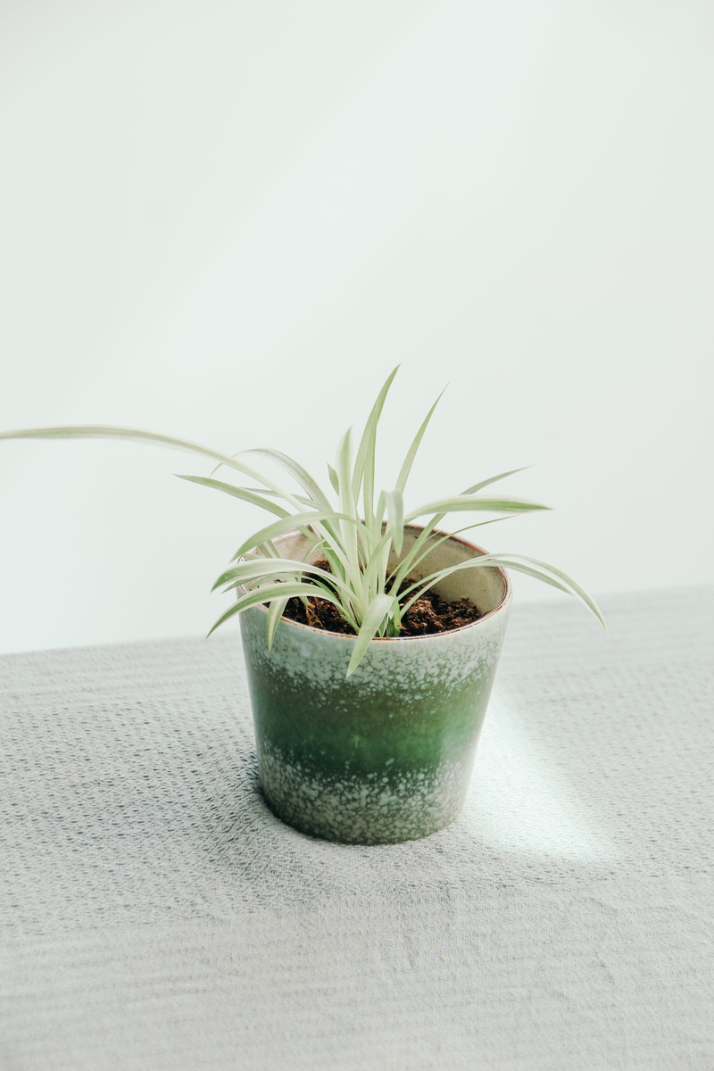 green living, no people, nature, spider, white, home decor, wellbeing, plastic, plant part, indoors, 5K, scandinavian, leafed, succulent plant, potted plant