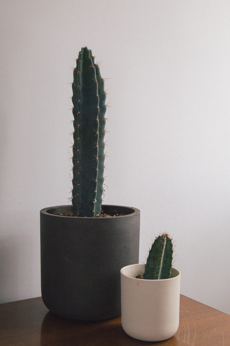 thorn, flower pot, indoors, close-up, cactus, jar, beauty in nature, interior decor, succulent plant, modern plant, cactus pot, vase, minimal, decor, growth