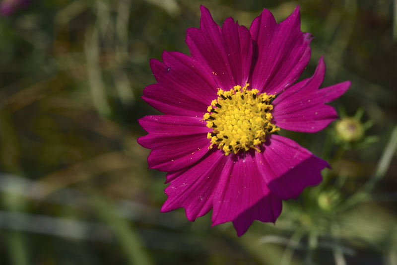 freshness, gazania, beauty In Nature, yellow, flowers, daisy, outdoors, 5K, plant, day, cosmos factory, flower Head, inflorescence, pink color, close-up