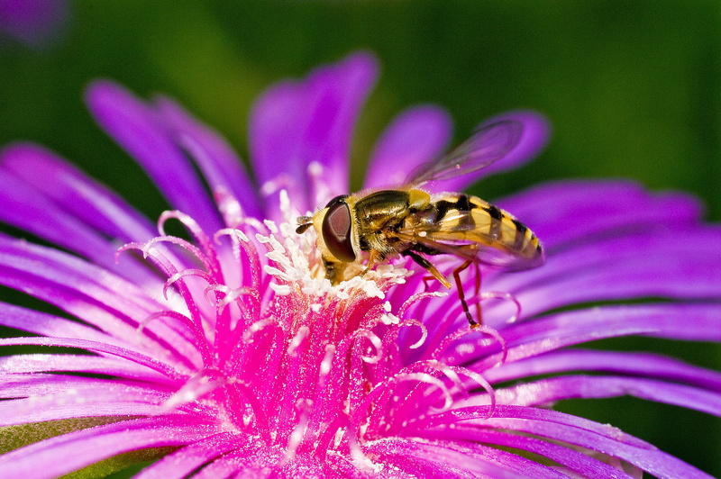 and so on and, vulnerability, purple, animal, no people, affix, close-up, animals in the wild, petal, bug, insects, one animal, plant, flowering plant