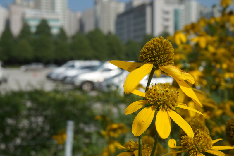 yellow flower, focus on foreground, autumn, vulnerability, pollen, nature, no people, transportation, flower head, flowering plant, skyscraper, freshness