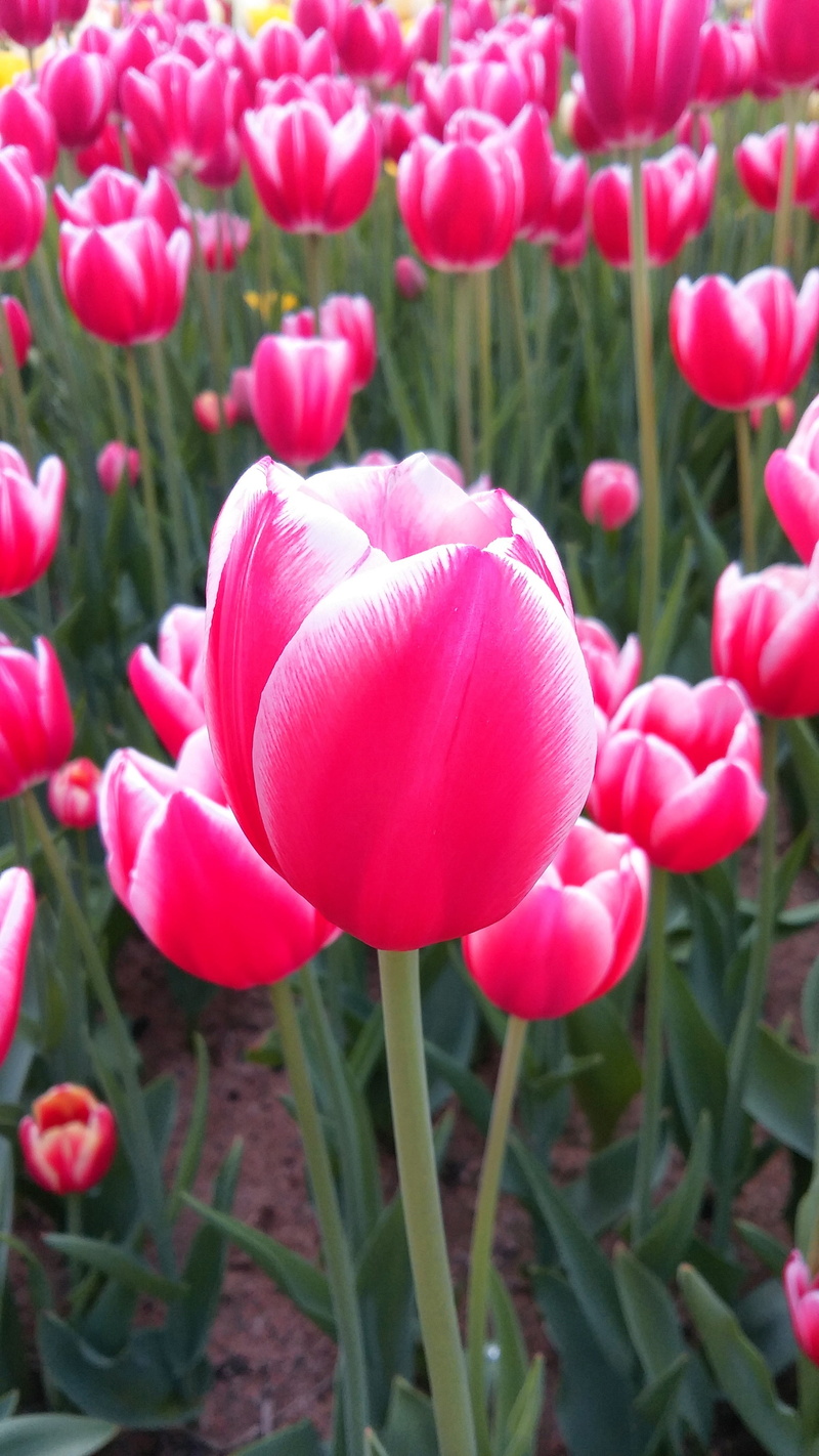 red, beauty in nature, affix, close-up, fragility, 4K, outdoors, plants, land, nature, springtime, tulip, petal, day, vulnerability, no people, pink color