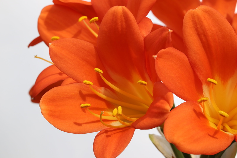 flower, botany, flower gardens, petal, freshness, flowering, flower head, spring flowers, season, vulnerability, beautiful, growth, blossom, april, potted plant