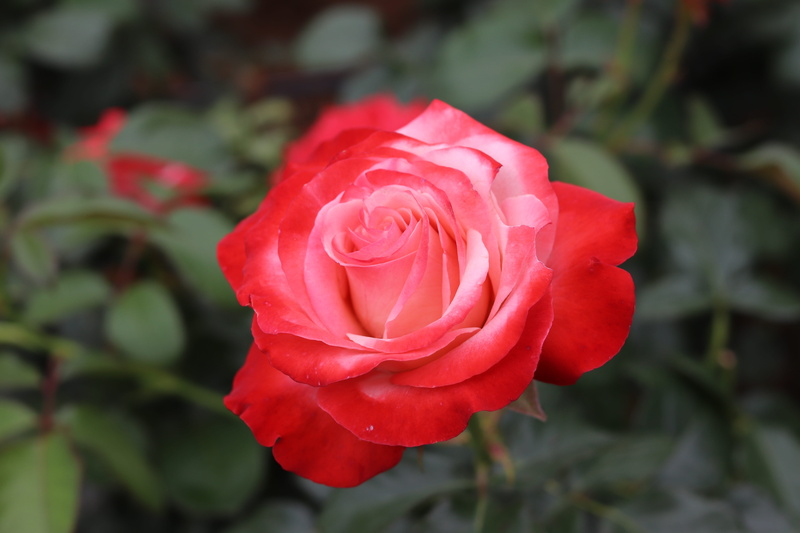 rose - flower, affix, petal, nature, flower, vulnerability, day, plant, focus on foreground, passion, no people, freshness, growth, inflorescence,
