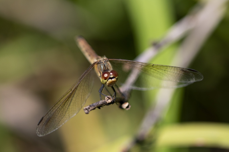 beauty in nature, zoology, animal wildlife, wing, red dragonfly, close-up, i, macro, insect, animals in the wild, green color, nature, day, no people, focus on foreground