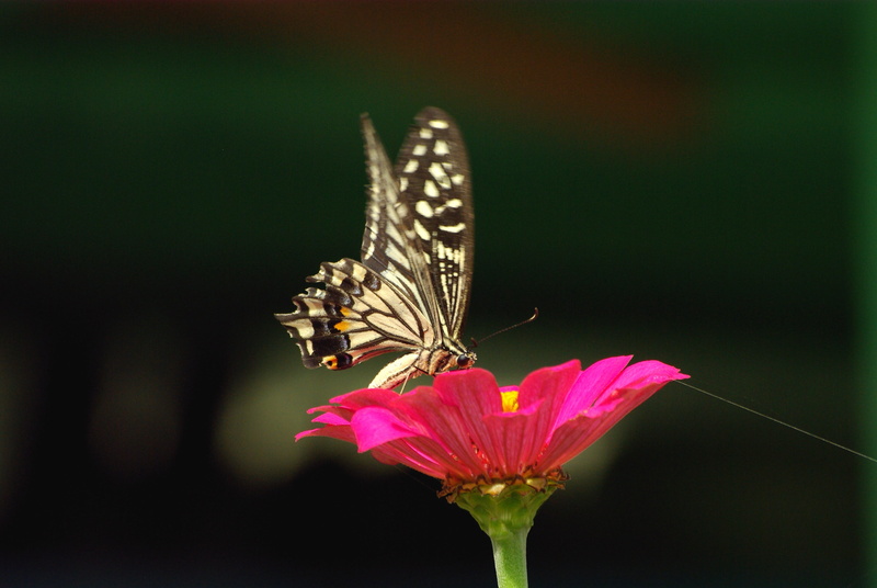 one animal, insects, nature, animal, animal themes, fragility, flower, butterfly, insect, butterfly - insect, close-up, petal, animal wildlife, affix, wildflower